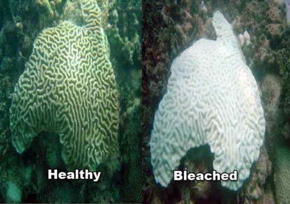Coral reef
