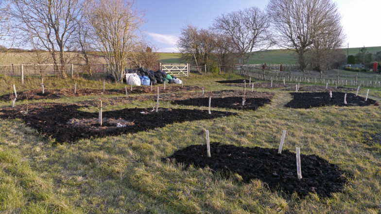 fruit planting
