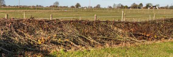 laid hedge