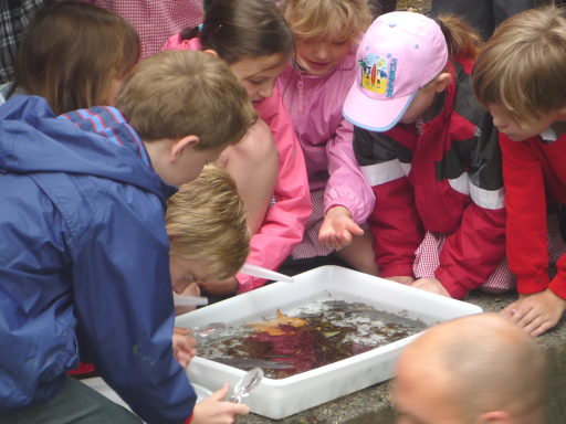 Invertebrate demonstration 2