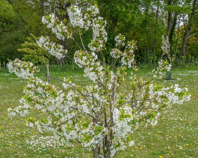 tree blossom