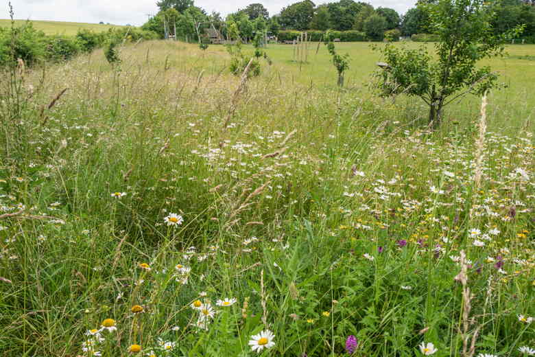 trees in wildflower area
