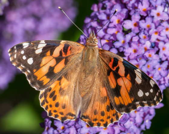 Painted lady