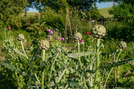 Globe artichokes