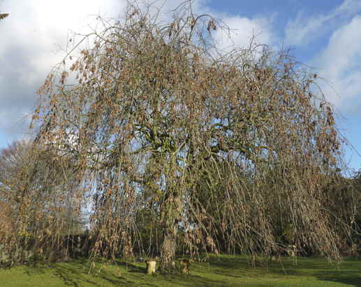 Weeping ash tree