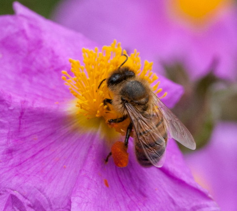 Bee