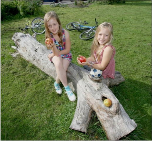Boham's tree stump