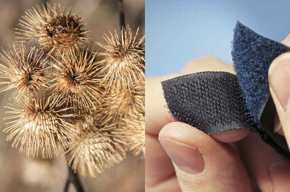 burrs and velcro