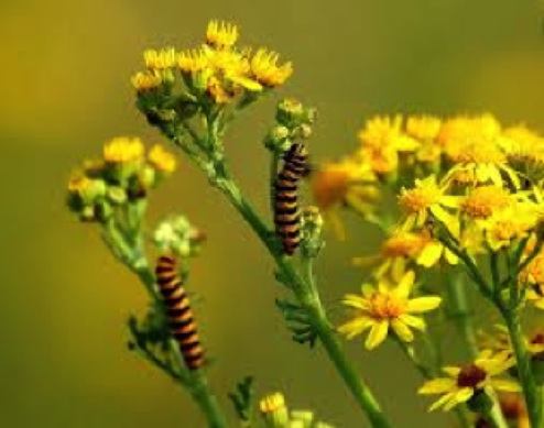 Cinnabar caterpillars