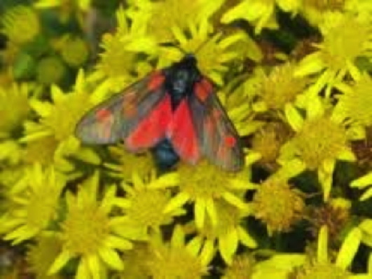 Cinnabar moth