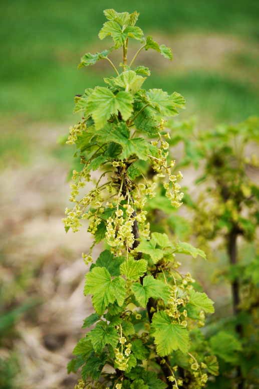 whitecurrant bush