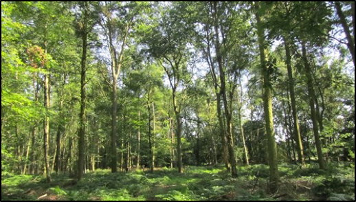 forest