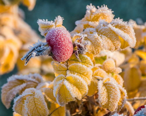 Frost Dec. 2016