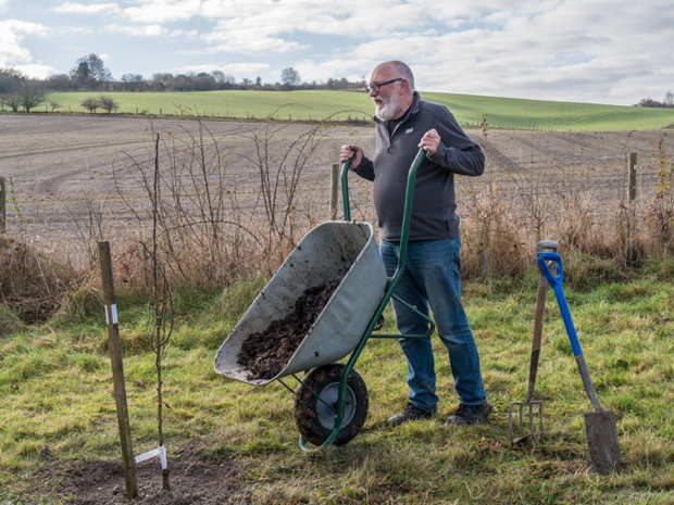 tree planting
