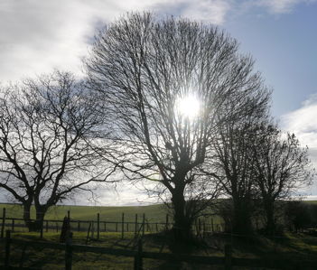 tree silhouetted against sun